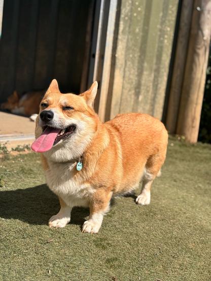 Canis lupus pembrokensis, standing in front of a wooden building, mouth wide open in a big smile, tongue flying.
