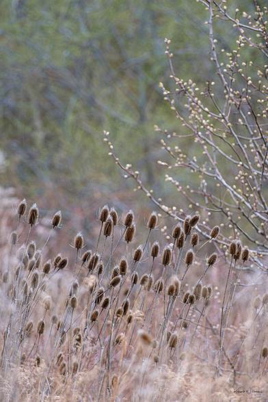 Dry teasel seed heads sway in a golden meadow as spring buds emerge on nearby branches.