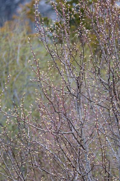 Early spring branches dotted with fresh buds stand out against a blurred woodland backdrop.