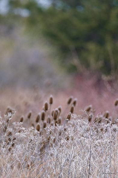 Wild teasels and dried Queen Anne's Lace fill a soft, dreamy meadow scene in early spring.