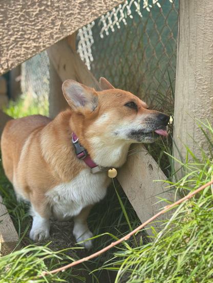 Canis lupus pembrokensis, up against a fence of some kind, tongue extended to taste a wooden fencepost, or possibly the grass growing next to it.