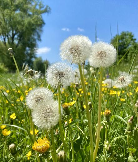 A close-up photograph of a vibrant meadow on a sunny day, featuring several mature dandelions with white, fluffy seed heads in the foreground. Yellow buttercup flowers are scattered throughout the green grass, creating a colorful and lively scene. The background includes tall grasses, more wildflowers, leafy trees, and a clear blue sky with a few small white clouds. The image captures the essence of a bright spring or early summer day in nature.