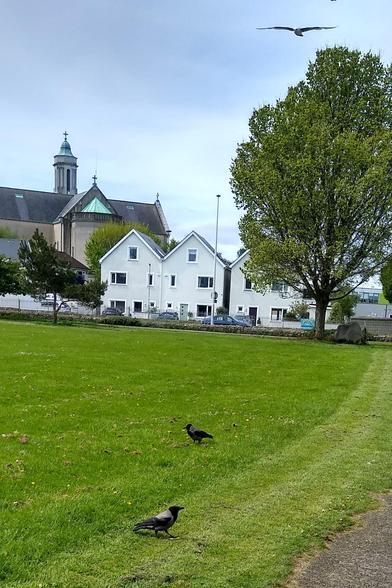2 crows with crackers while a gull overhead waits for a chance  to steal one.