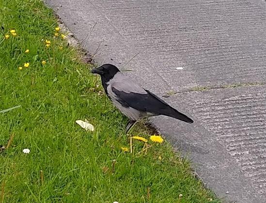 a crow on a kerb with a cracker on grass.