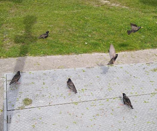starlings gather for dropped food.