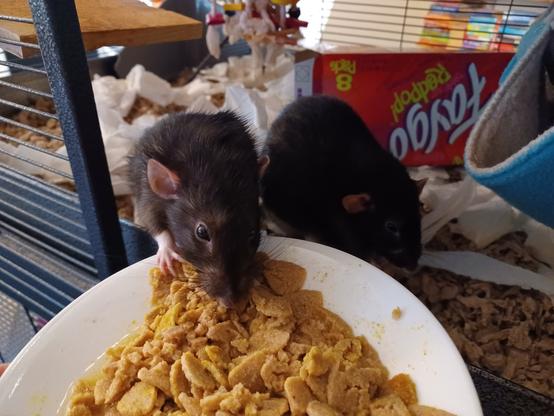 a cute rat munching on a plate of softened kibble. Another rat sits nearby, also eating.