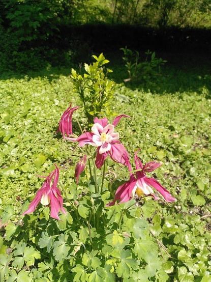 Fleurs d'ancolie