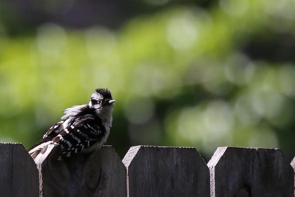 Downy woodpecker sitting on fence in foreground; green and white bokeh in background