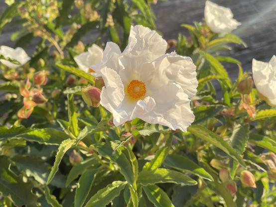 A white flower is highlighted above green foliage, with other flowers and buds visible among the leaves. The flower has crinkly petals and an orange/yellow center, giving it a similar appearance to a fried egg.