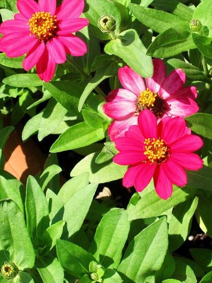 3 bright pink zinnias, yellow centers,  green leaves.