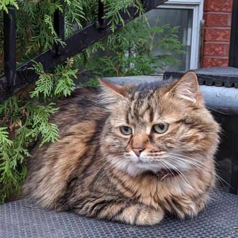 Orange brown white furred cat sitting in a loaf position on a stairwell ledge outdoors. The cat is looking away from the camera.