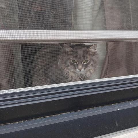 A small grey furred cat with an intense judging look inspecting the outdoors through a window screen. The cat is in a loaf position with a hunched back.