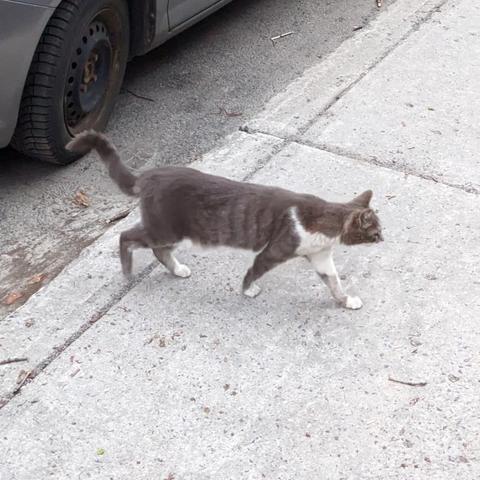 Small grey and white furred cat with small white furred paws walking on a concrete sidewalk, tail slightly in the air.