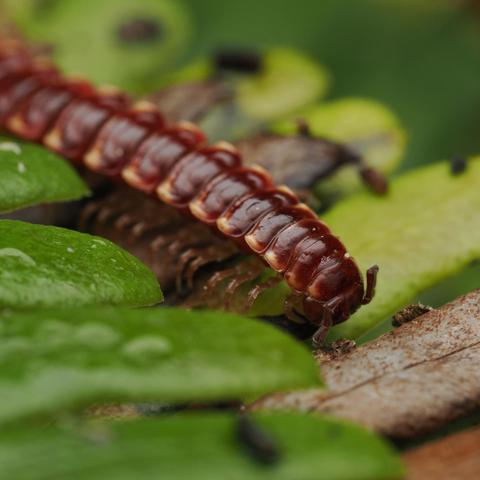 A flat-backed millipede with wine-red colouring and yellowish tips to its dorsal plates walks over a fern frond.