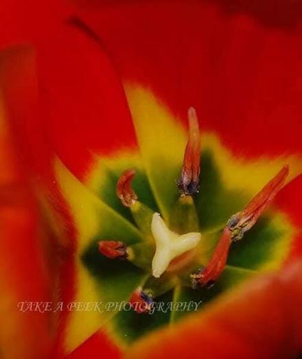 Macro of the center of a tulip