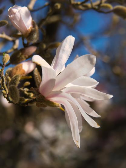 Closeup of a white magnolia blossom
