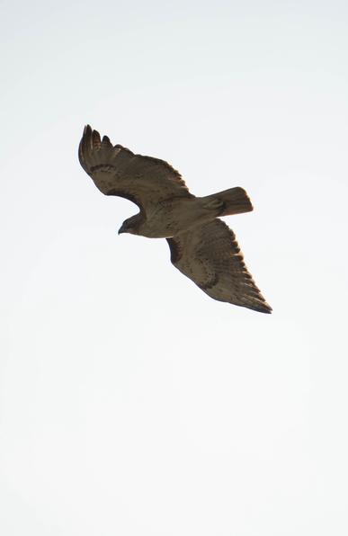 Red Tailed Hawk in flight