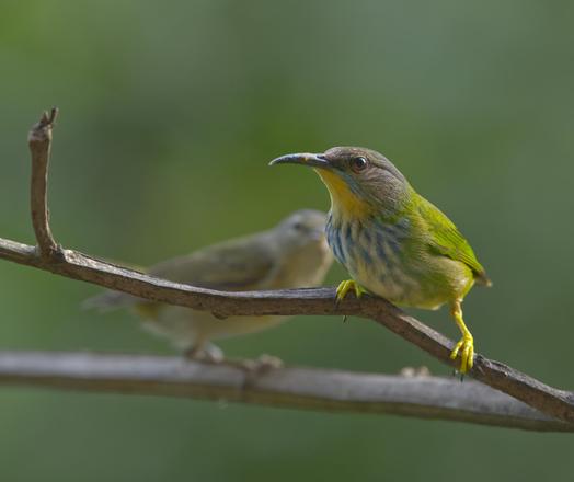 A colorful bird with a downcurved beak, yellow throat, blue "moustache," blue chest streaks, and yellow legs perches in front of a blurred-out ordinary-looking Tennessee Warbler. The pretty pushy one is a female Shining Honeycreeper. Behind them is a blurred out green forest. Photo by Peachfront. April 2025. Bastimentos Island, Panama.