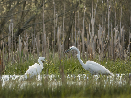 Jalohaikarat, Great white egrets.