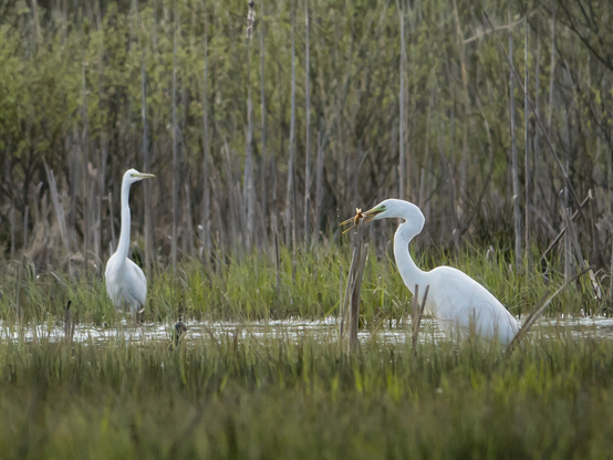 Jalohaikarat, Great white egrets.