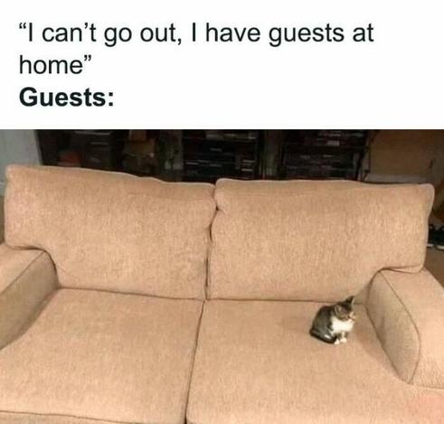Meme captioned, "I can't go out, I have guests at home" and the guest is the small cat