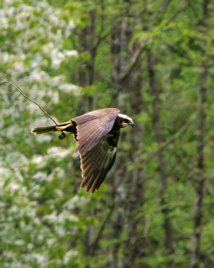 A female marsh harrier carrying some sticks for the nest