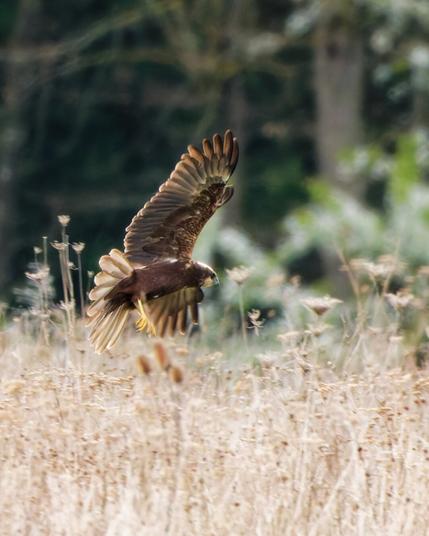 Shes landing in the reed