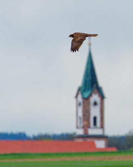 A marsh harrier in mid air
In the background a church