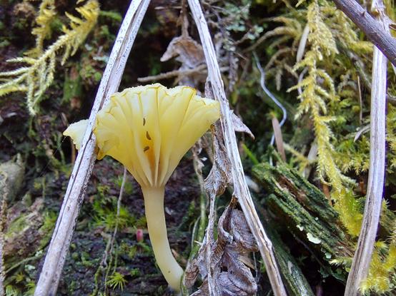 a young white-gilled mushroom growing between two twigs, its left side being pushed down by the twig it's springing up beneath; inside the central gill, three mites take shelter, while around the whole seen, a dense forest of moss provides a lot to explore