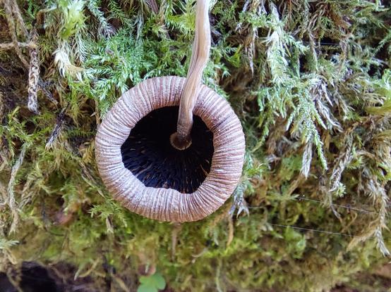 a very weird "Tim Burton" looking mushroom dangling from above over a thick bed of moss; it is most likely dead and curling up, with a black interior and a striped white & pink ring around its edge resembling an endless earthworm