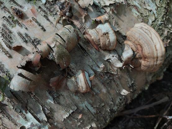 the side of a fallen birch log, with scraps of bark peeling off and curling around, and a number of conk mushrooms with colors and shapes so nearly identical to the peeling bark that at a quick glance it's difficult to tell which is which, a neat visual illusion!