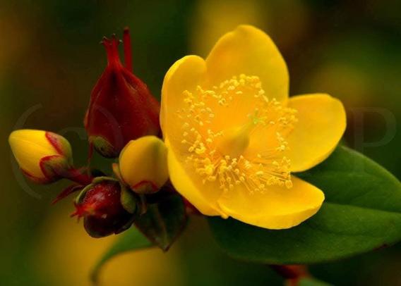 St Johns wort