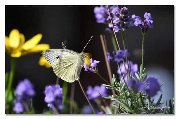 Farbfoto im Querformat. Es zeigt einen weißen Schmetterling (einen Kohlweißling), der auf einer lila Lavendelblüte sitzt. Im Hintergrund sind weitere Lavendelblüten und eine gelbe Blume zu sehen. Der Schmetterling ist scharf im Fokus, während der Hintergrund leicht unscharf ist.
