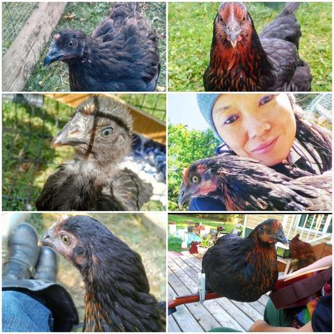 Top left: Close-up of a black chicken head; blurred background includes fence and grass.
Top right: Black and copper chicken; camera angle is straight on.
Middle left: Young chicken with light gray feathers and focused bright eye, chicken is placed in the center.
Middle right: Smiling human, wearing a blue beanie, holding a chicken; partial background of blue sky and green trees.
Bottom left: Head of chicken next to a person's leg with blue jeans and a black boot.
Bottom right: the chicken is balanced atop the neck of a guitar with a black and white clap, with the person holding the guitar visible at the bottom. The guitar is brown, and the background is the yard.