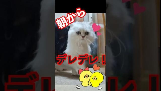 朝からデレデレ！キッチンで甘えん坊全開のペルシャ猫の女の子#ペルシャ猫
