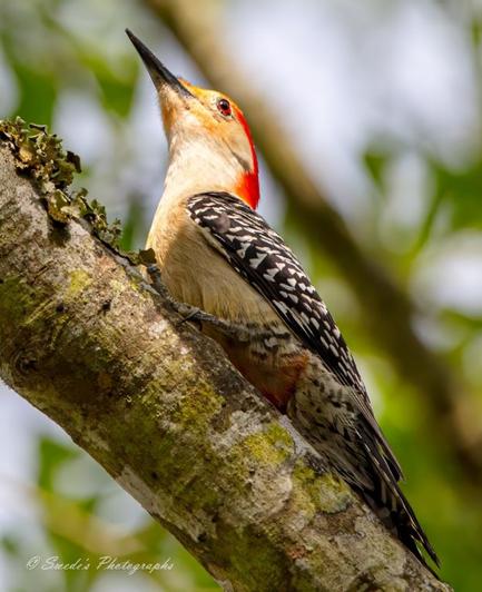 "This image captures a striking red-bellied woodpecker perched on the side of a tree branch. Its most eye-catching feature is the brilliant red cap that runs from its forehead to the nape of its neck, standing out vividly against its pale face and underbelly. Its wings and back are adorned with a bold pattern of black and white barring, giving it a textured, almost woven appearance. The woodpecker grips the branch with its strong claws, and the tree itself is weathered, with patches of moss and lichen clinging to the bark. The background is a soft blur of green foliage, suggesting a quiet, natural setting. The image is signed "Swede's Photographs" in the bottom left corner" - Copilot.