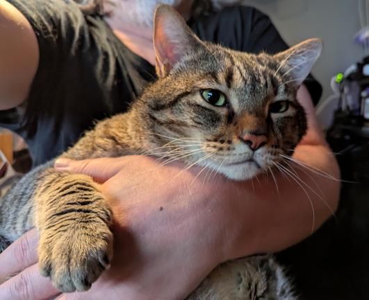 Waffles the three-legged, chonky, tabby cat, sitting on my lap with his front right paw draped over my hand, and his chin on my wrist.