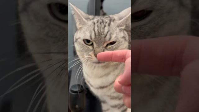 お留守番猫たちとお祭り騒ぎなパパwww #shorts #猫 #cat