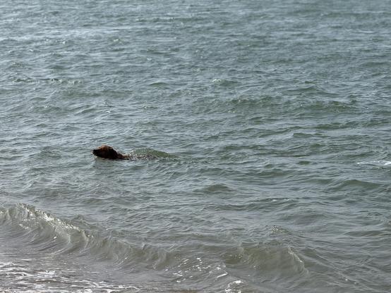 Ted having a swim in the sea