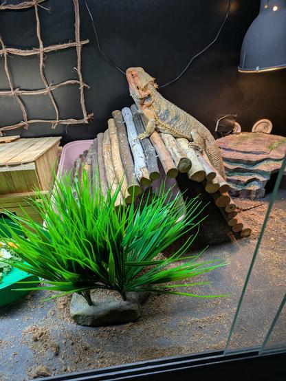 Bearded dragon sitting on a wooden bridge that's partially on top of a pink tub filled with substrate. Substrate has been thrown all over the enclosure floor.