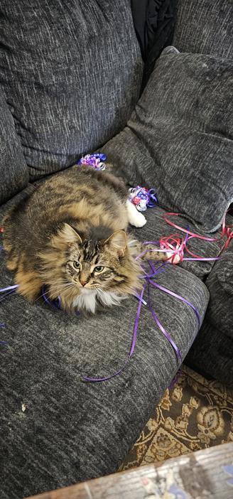 Photo of my super fluffy brown tabby cat sitting on a pile of strips of ribbon I haven't yet curled into a bow