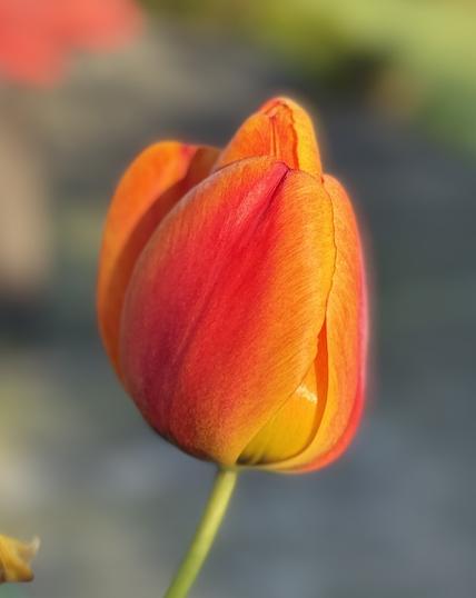 A close-up shot of a red-orange tulip not yet in full bloom