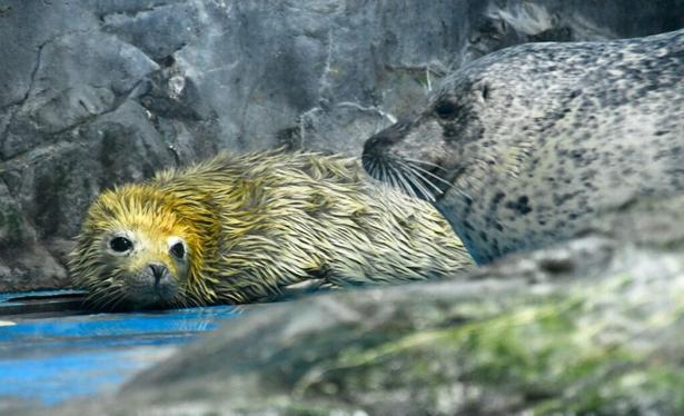 赤ちゃんアザラシ誕生／青森・浅虫水族館｜青森ニュース｜Web東奥 - 東奥日報社
