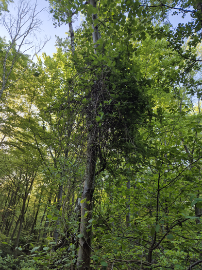 Das Bild zeigt einen dichten Wald mit hohen Bäumen, deren Blätter in verschiedenen Grüntönen leuchten. Im Vordergrund ist ein Baum mit einem dichten, grünen Kletterpflanzenball an der Stammesbasis zu sehen. Die Pflanze besteht aus vielen dünnen Ästen und Blättern, die sich um den Baum herumranken. Der Himmel ist sichtbar und zeigt ein klares, blau-helles Licht, das durch die Blätter der Bäume fällt. Im Hintergrund sind weitere Bäume zu sehen, die in unterschiedlichen Größen und Formen stehen.