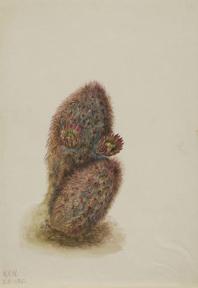 Green Strawberry Cactus (Echinocereus viridiflorus)