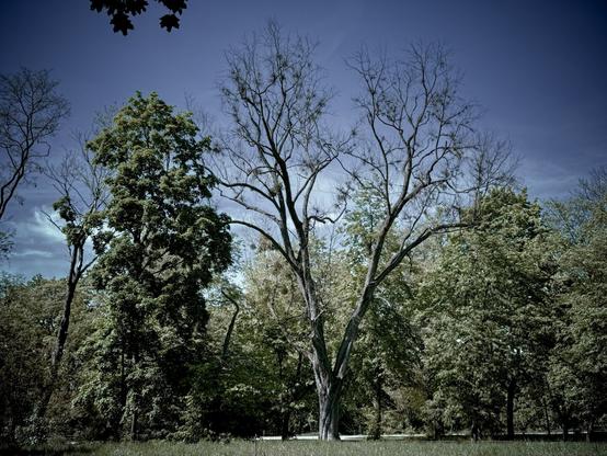 The image shows a landscape with trees. There is a central tree with sparse branches and no leaves, surrounded by other trees with more foliage. The sky is visible in the background.