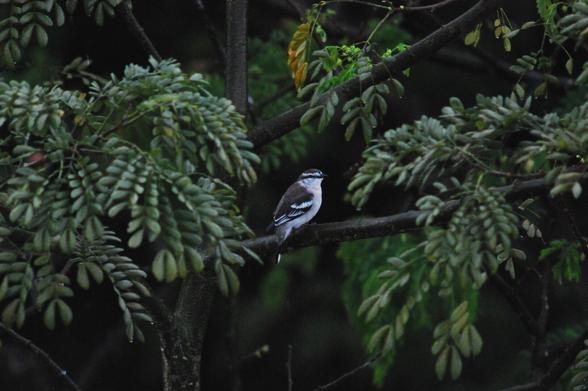 A small white and grey-brown bird on a tree branch.