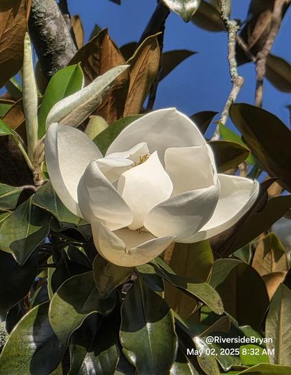 Near the top of a southern white magnolia tree a large white bloom has opened on a sunny day.