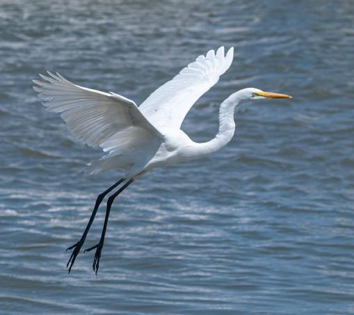 A Great Egret in flight, coming in to land so legs down rather than stretched back, and the neck is not tucked back.  All white large bird with long pointed yellow bill.  Wings above the body in a shallow V, slightly wavy water in the background.  Sunny day.