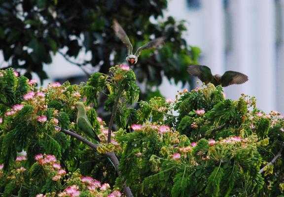 A pair of parakeets flying towards a tree in the foreground. There is a green parakeet sitting in the tree.